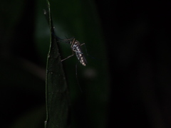 Armigeres subalbatus