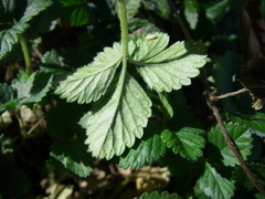 Potentilla indica