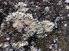 Arctoparmelia subcentrifuga