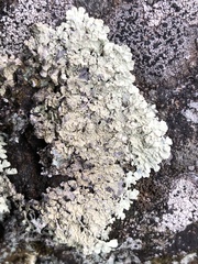 Arctoparmelia subcentrifuga