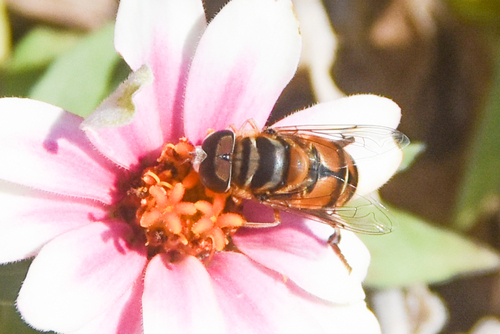 Unknown species found near Tulsa Botanic Garden, Osage County, OK, USA