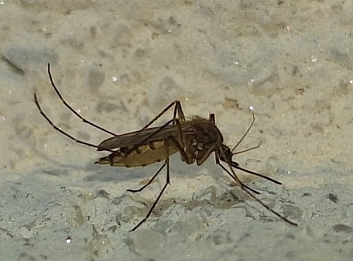 Unknown species found near Pensacola, FL 32506, USA