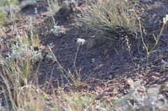 Dianthus kuschakewiczii
