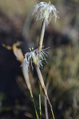Dianthus kuschakewiczii