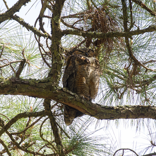 Great Horned Owl photographed in Georgia