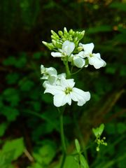 Cardamine angulata