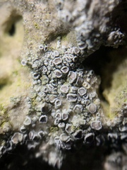 Myriolecis crenulata