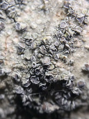 Myriolecis crenulata