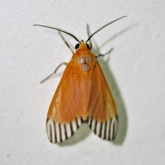 Uranophora walkeri