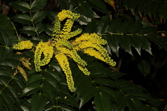 Berberis × hortensis