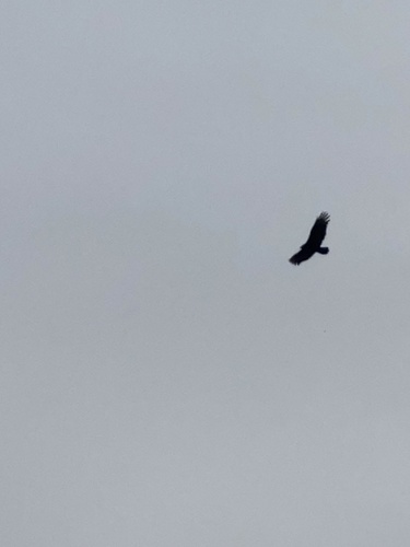 Turkey Vulture photographed in New York