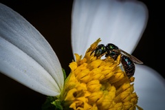 Calloceratina