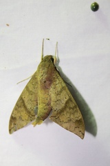 Pachylioides resumens