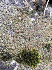 Acarospora glaucocarpa