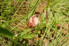 Hibiscus aethiopicus