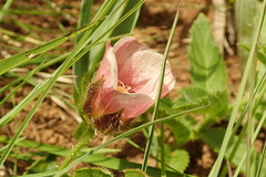 Hibiscus aethiopicus