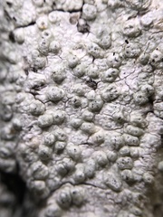 Pertusaria macounii