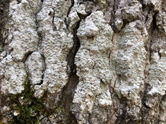 Pertusaria macounii