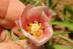 Hibiscus aethiopicus