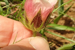 Hibiscus aethiopicus