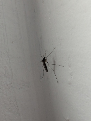 Unknown species found near Davis County, UT, USA