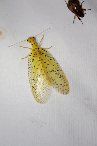 Chloronia mirifica photo 6