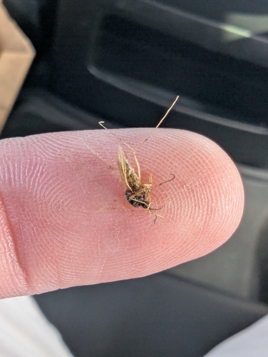 Unknown species found near Davis County, UT, USA