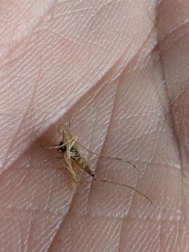Unknown species found near Davis County, UT, USA