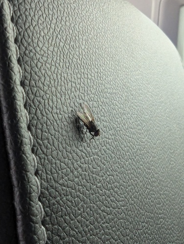 Unknown species found near Davis County, UT, USA