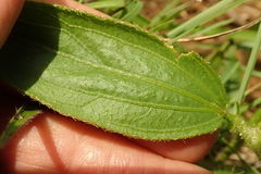 Hibiscus aethiopicus