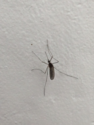 Unknown species found near Davis County, UT, USA