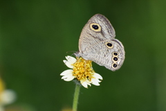 Ypthima huebneri