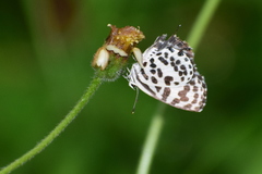 Castalius rosimon