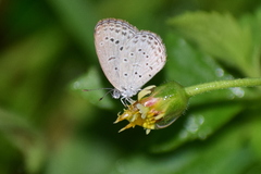 Pseudozizeeria maha