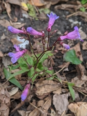Penstemon tenuis