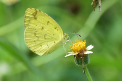 Eurema hecabe