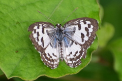 Castalius rosimon