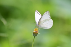 Appias libythea