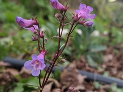Penstemon tenuis