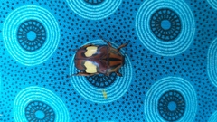 Pedinorrhina trivittata