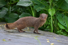 Urva auropunctata