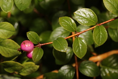Symphoricarpos × chenaultii