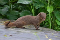 Urva auropunctata