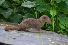 Urva auropunctata