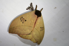 Hemileucinae