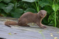 Urva auropunctata