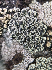 Lecanora intricata