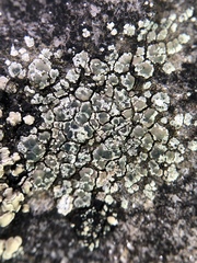 Lecanora intricata