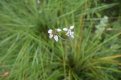 Moraea brevistyla
