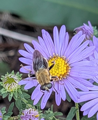 Unknown species found near Town and Country, MO 63017, USA
